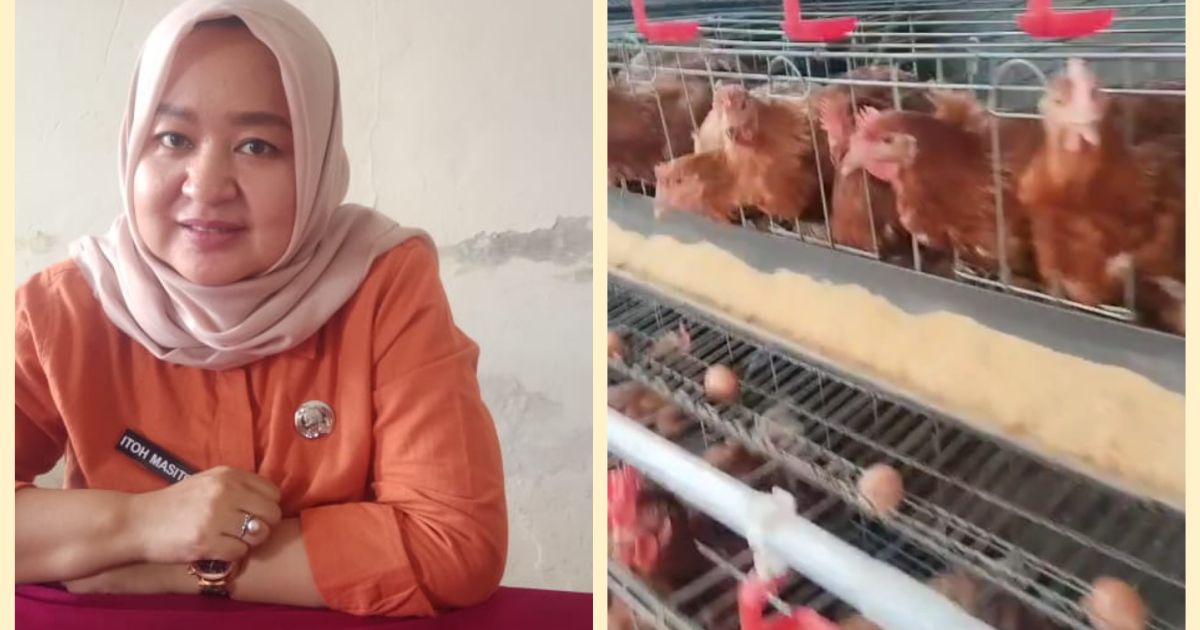 Desa Parakan Mengembangkan Ketahanan Pangan dengan Budidaya Ayam Petelur