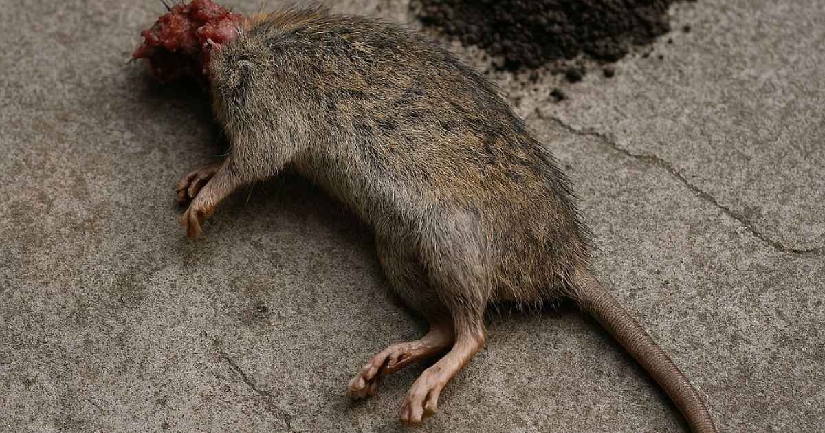 Ilustrasi bagkai tikus tanpa kepala/RSA Depok Diterpa Teror Beruntun: Bangkai Tikus, Tanah Kuburan, dan Mobil Operasional Raib